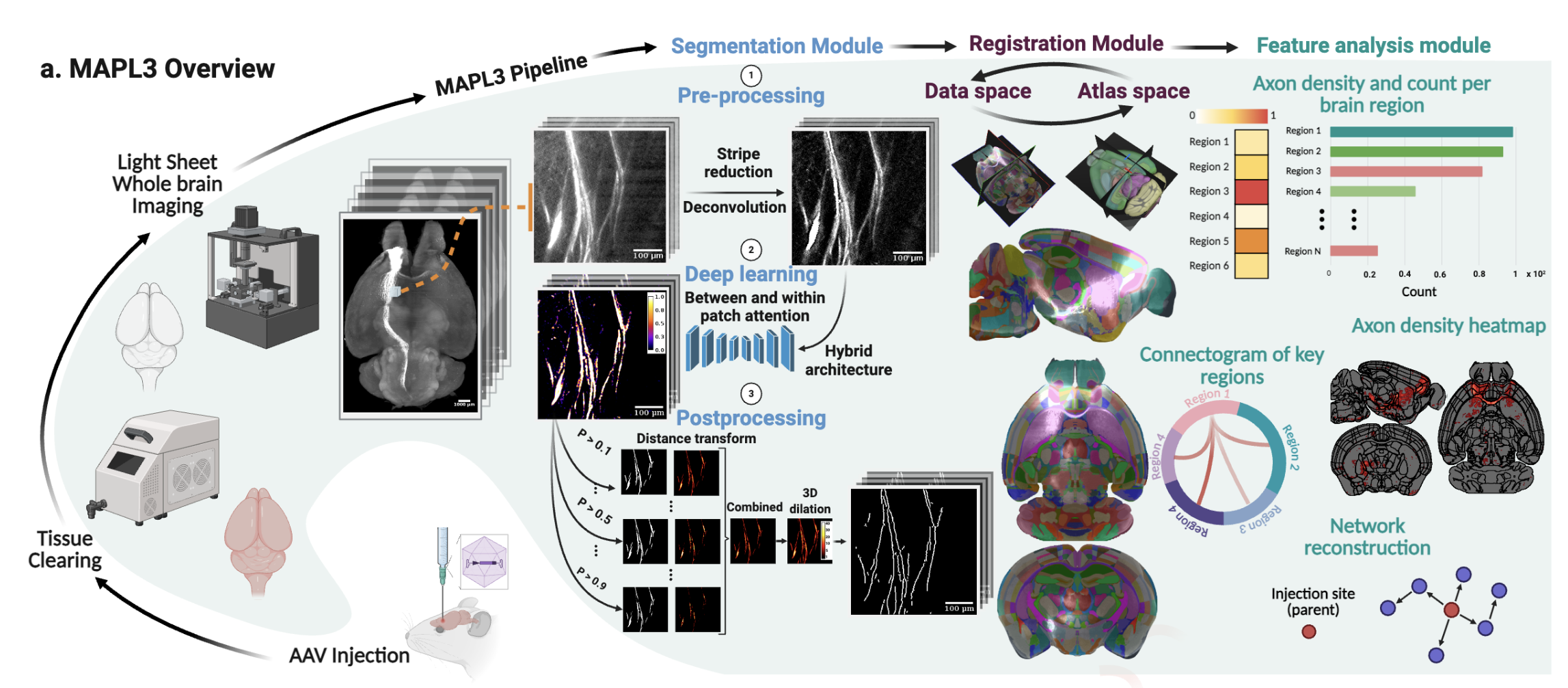 MAPL3 axonal projection mapping